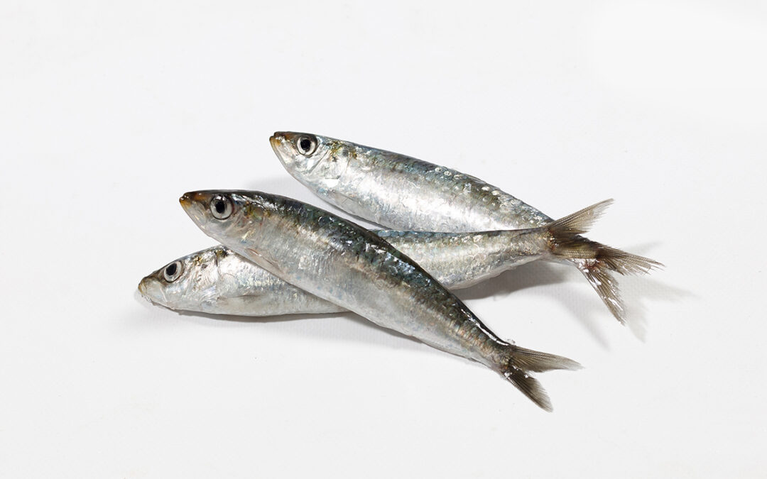 Sardina