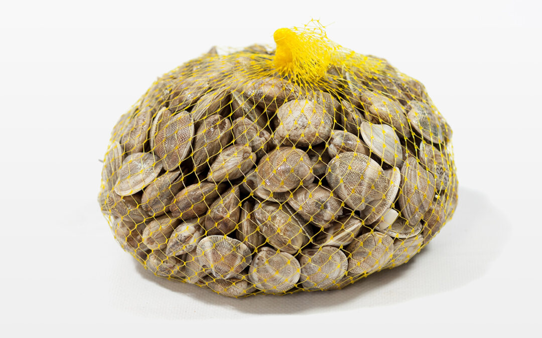 Almeja babosa