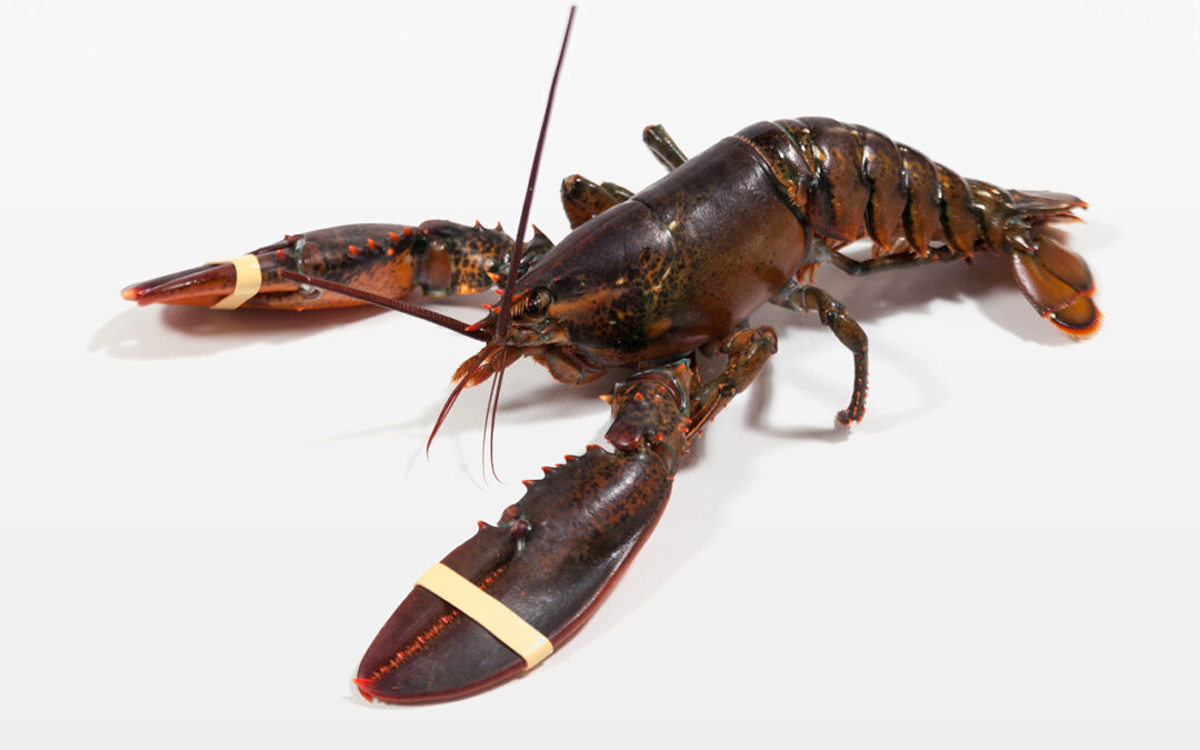 Bogavante