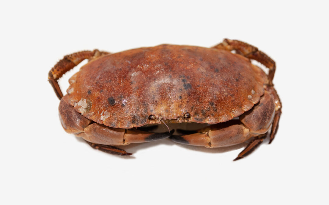 Buey de mar