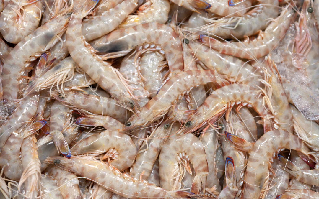 Langostino